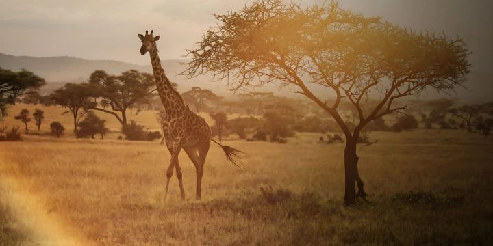 Testimonial Grid (1)