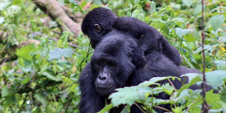 Uganda-Fly-In-Gorillas,-Chimps-&-Wildlife