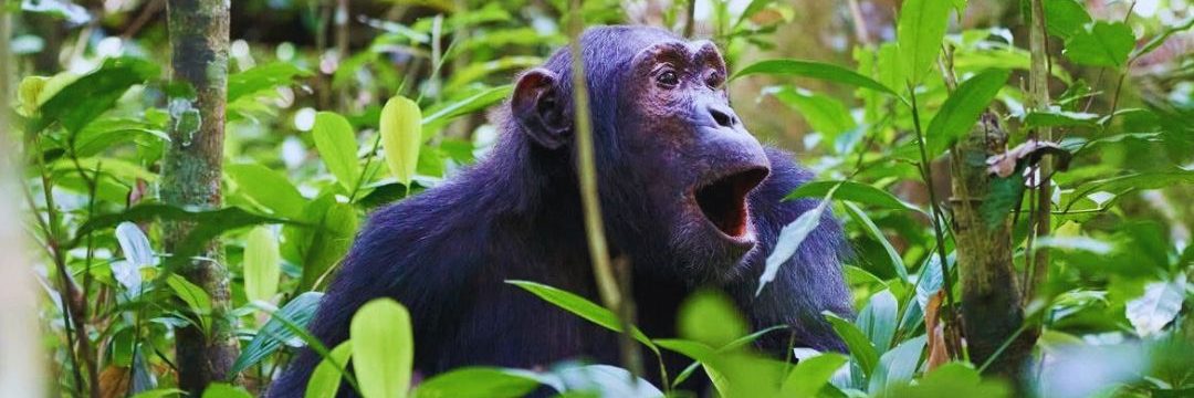 Experience the Wonders of Uganda on an Unforgettable Wildlife Safari