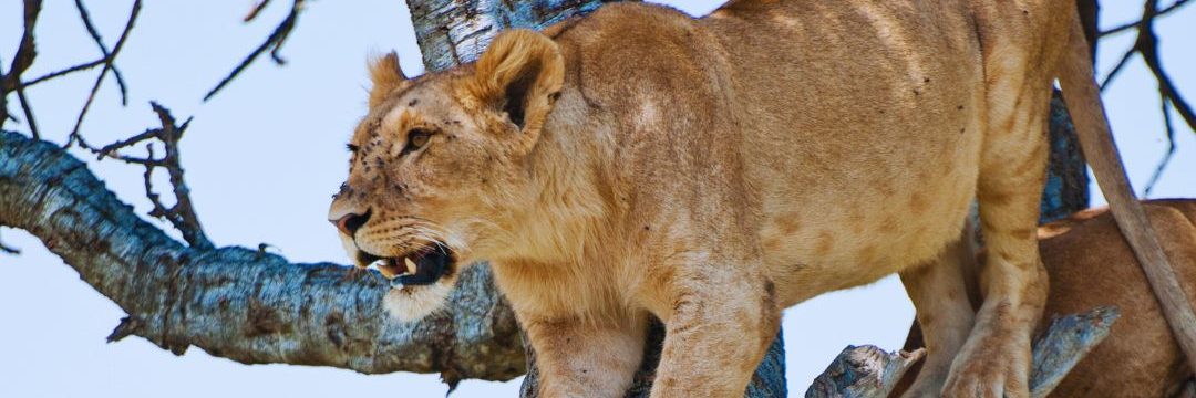 bee adventure safari (11)