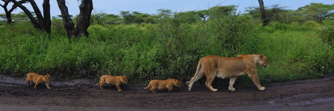 Mikumi National Park Safari