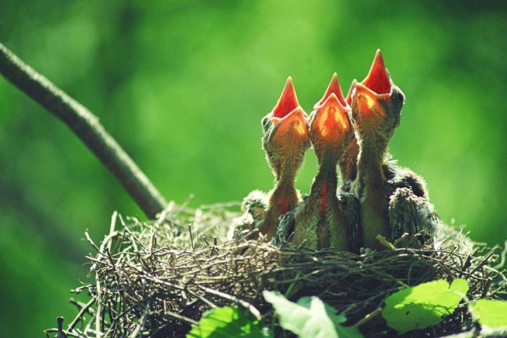 bird (5)