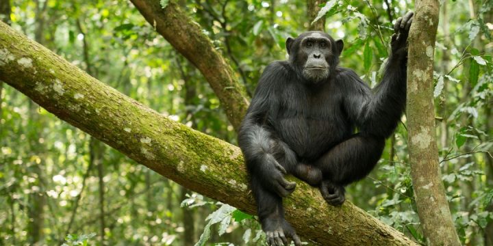 chimpanzee trekking