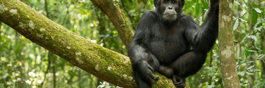 chimpanzee trekking