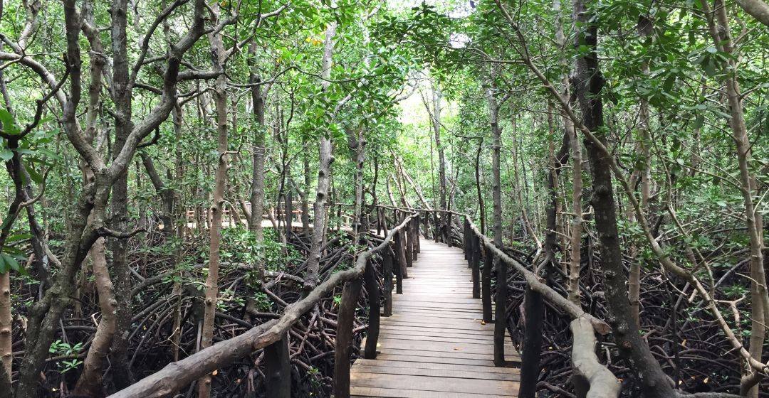 Mangroves zanzibar