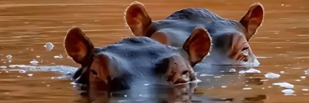 hippo pool