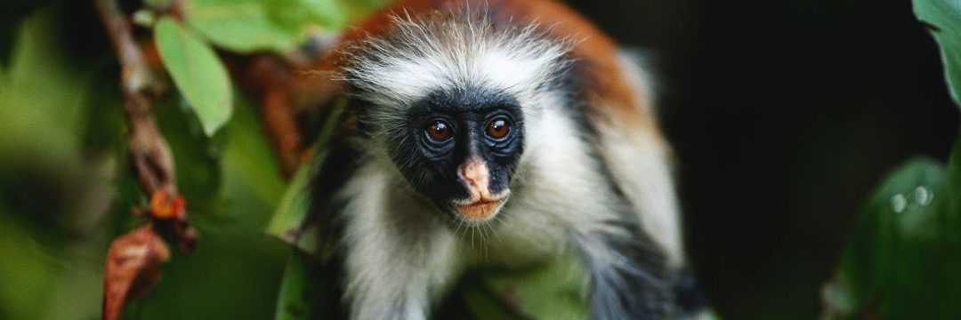 jozan  forest zanzibar