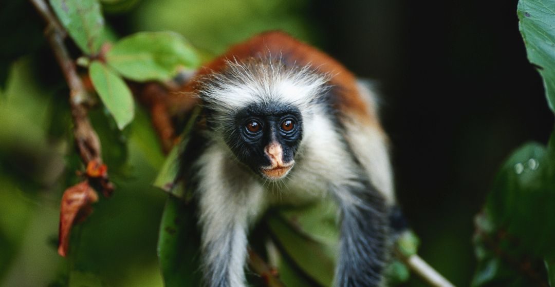 jozan  forest zanzibar