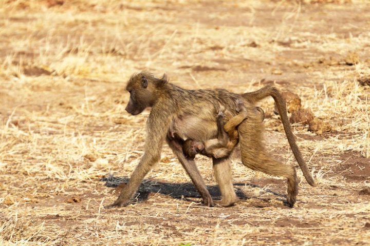 Arusha National Park