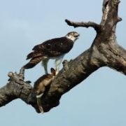 martial eagle