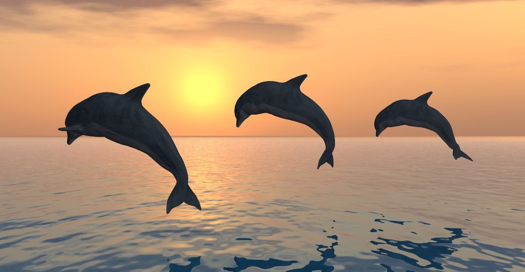 swimming with dolphins