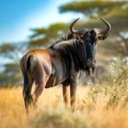 wildebeest